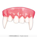 Vampire Teeth Top Piece